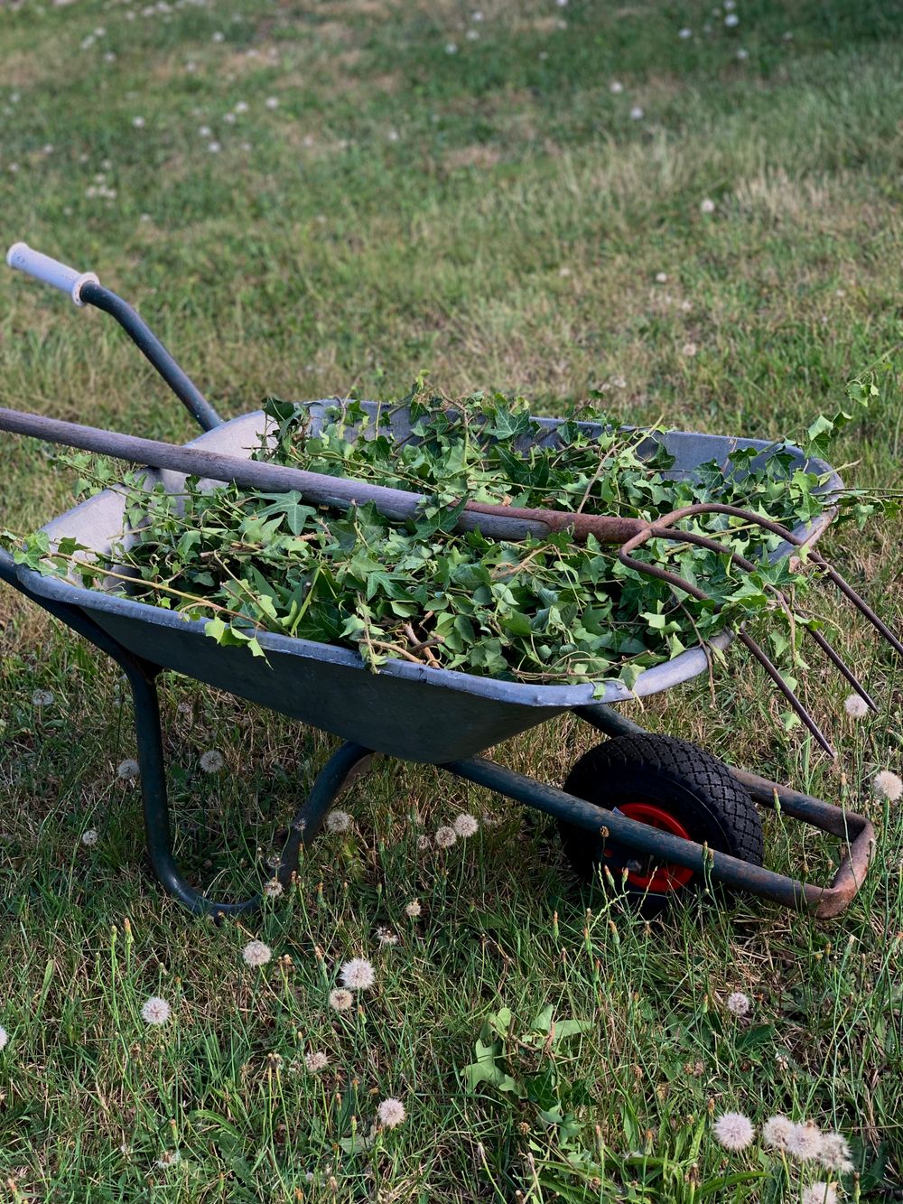 Évacuation de déchets verts